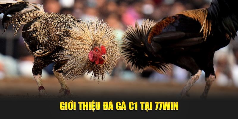 Giới thiệu đá gà C1 tại 77win