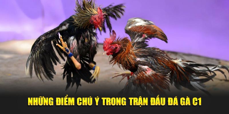 Chú ý trong trận đá gà C1