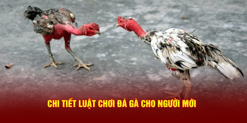 Chi tiết luật chơi đá gà cho người mới tại nhà cái cá cược 