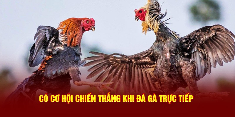 Có cơ hội chiến thắng khi đá gà trực tiếp cho người mới