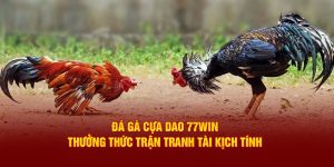 Đá gà cựa dao