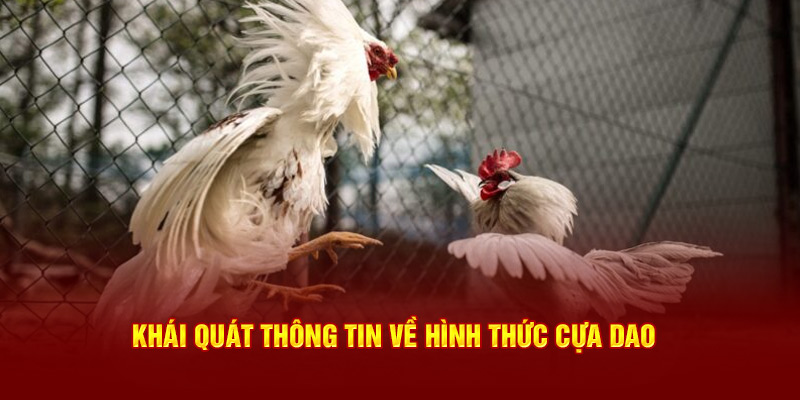 Khái quát thông tin về hình thức cựa dao tại nhà cái 77Win