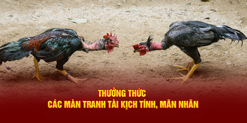 Thưởng thức các màn tranh tài kịch tính, mãn nhãn tại 77Win